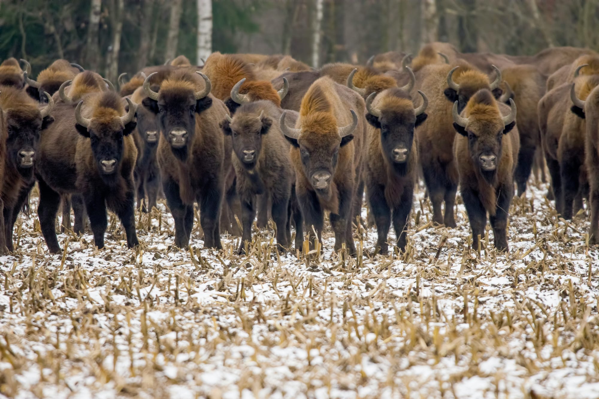 Join the Buffalo Collective Herd